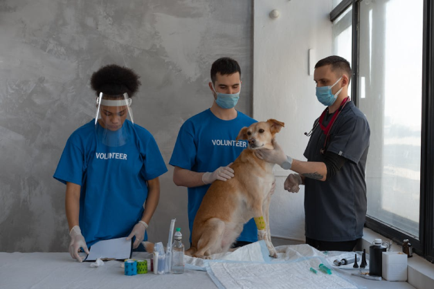 clínica veterinaria atendiendo a un perro