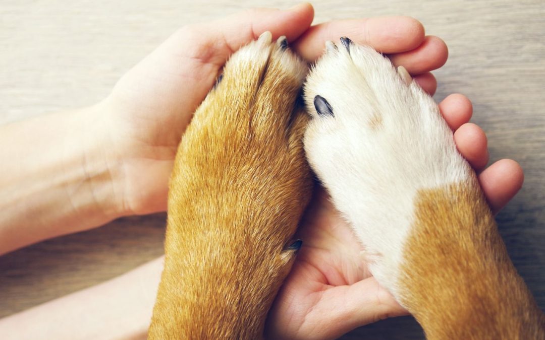 Dos manos abiertas que sostienen las patas de un perro, tenencia responsable.