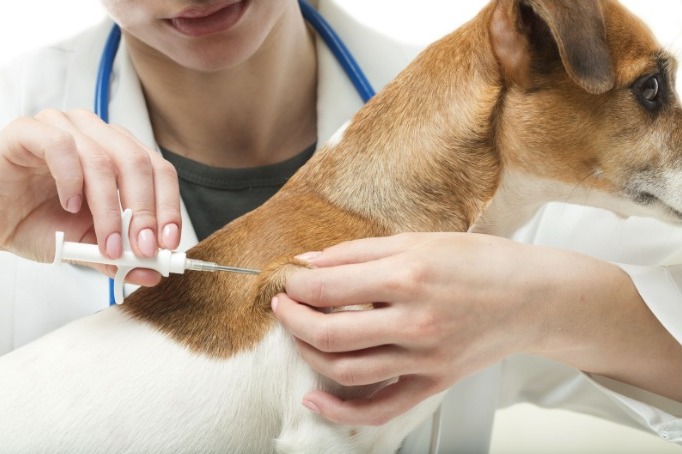 Perro siendo vacunado por una medico veterinaria, tenencia responsable.