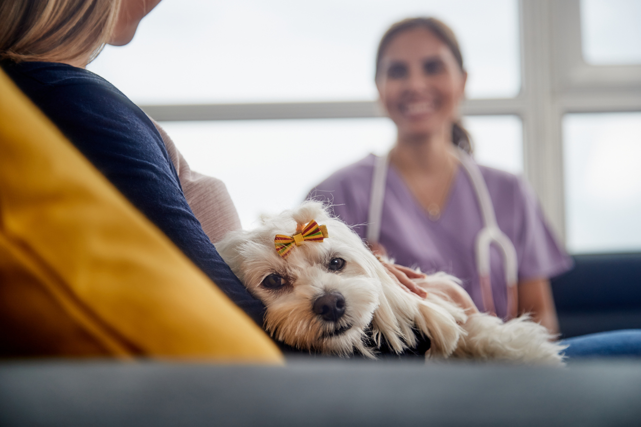 Cliente con su mascota conversando con una veterinaria, software veterinario