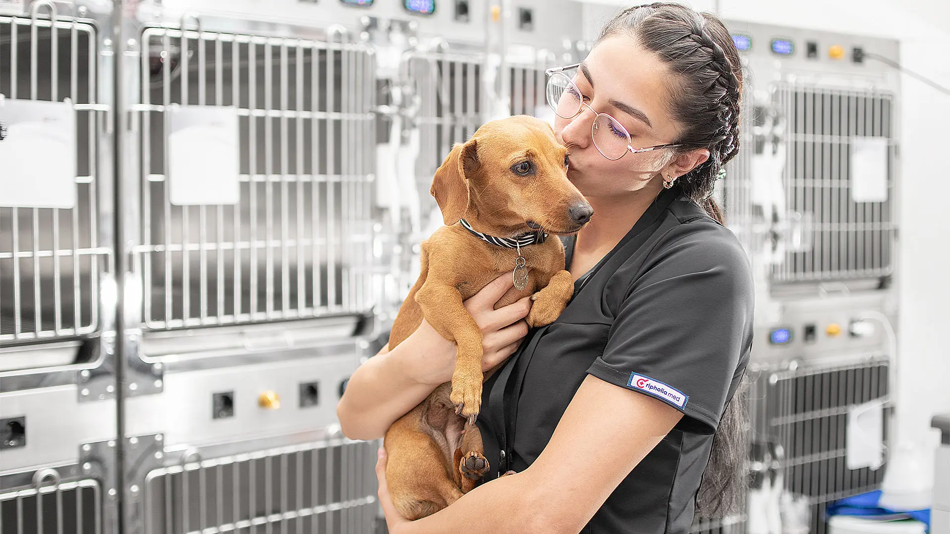 Optimiza La Hospitalizaci n Veterinaria En Tu Cl nica