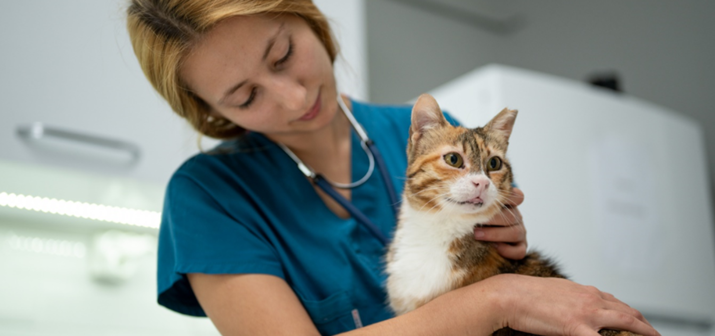 Veterinario mirando a un gato. medicina veterinaria
