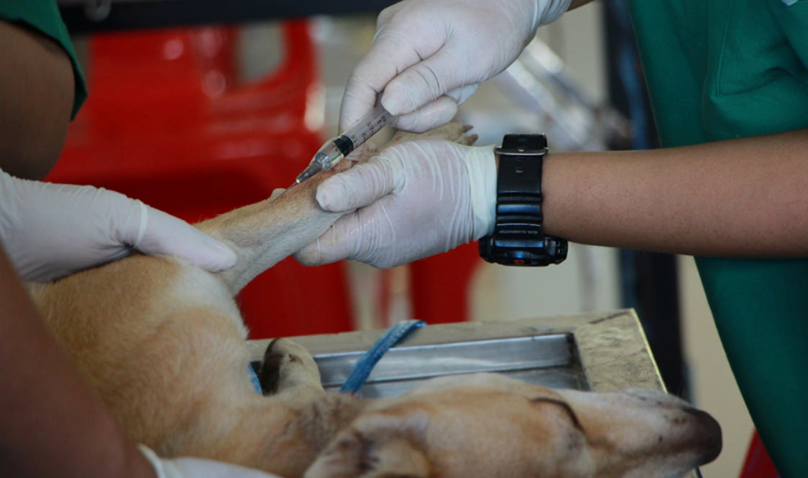 Veterinario poniendo una inyección. medicina veterinaria