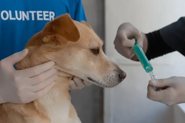 Perro viendo como arreglan una inyección 