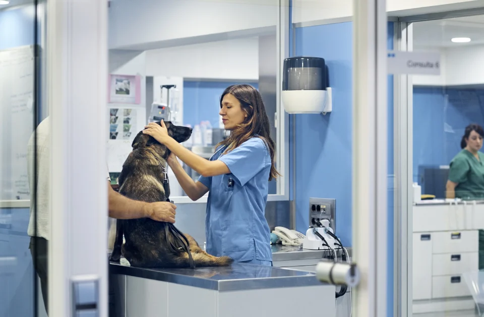 Hospital veterinario integral en funcionamiento