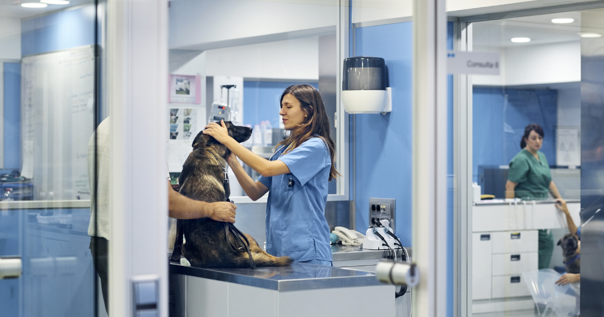 Hospital veterinario integral en funcionamiento 