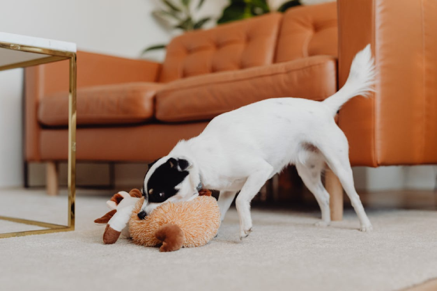 Perro jugando con peluche adquirido en pet delivery