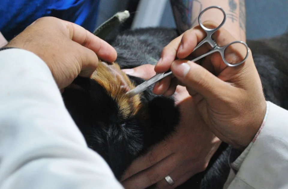 Animal siendo revisado por sospecha de oncología veterinaria