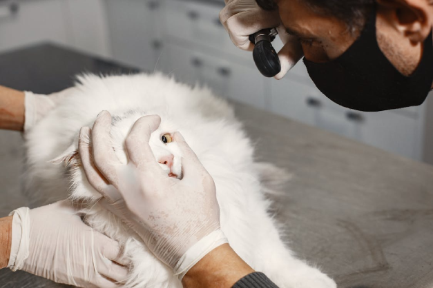 médico veterinario revisando los ojos de un gato