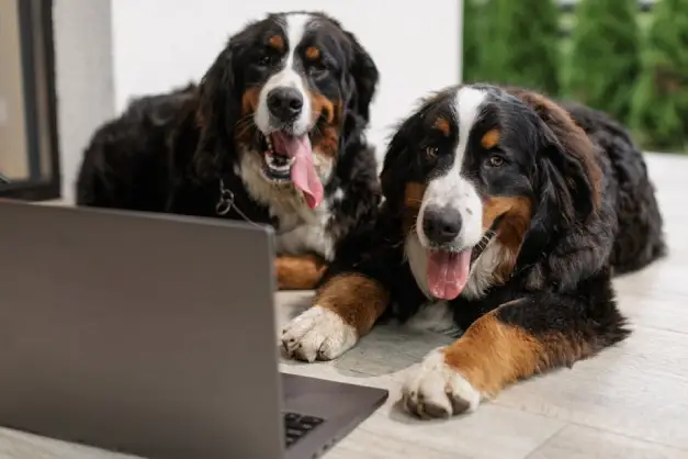 perros mirando el computador