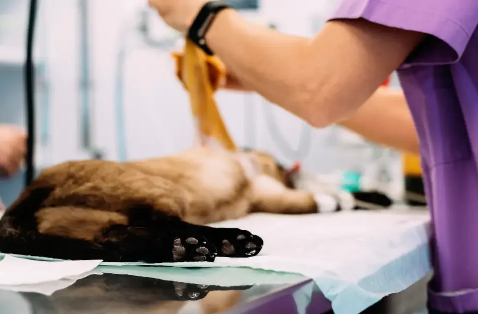 Gato siendo tratado por un veterinario de urgencias