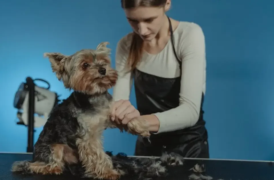 chica tendiendo a un perro en la peluquería veterinaria