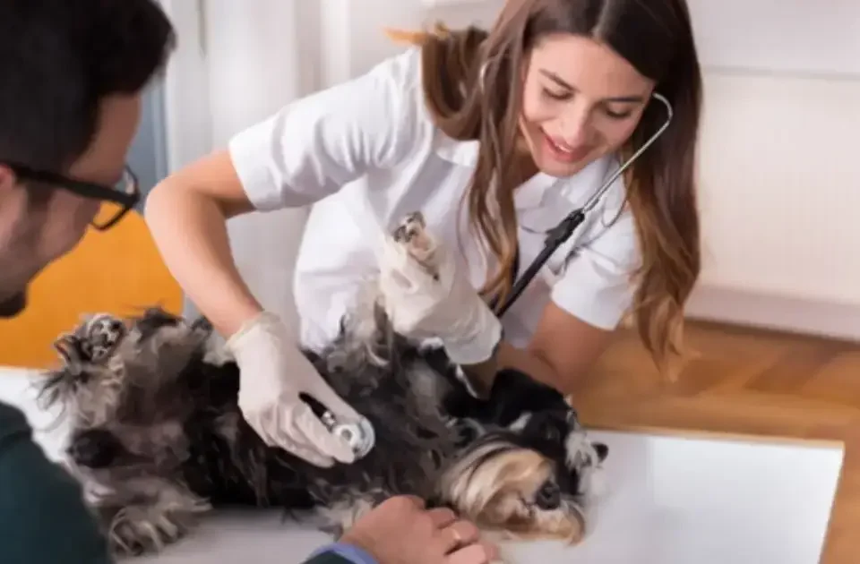 Perro siendo revisado en una consulta veterinaria