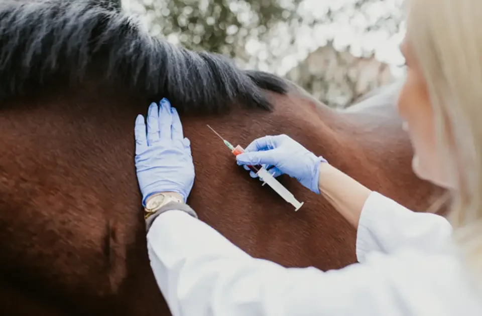 Veterinaria de animales grandes poniéndole una inyección a un caballo