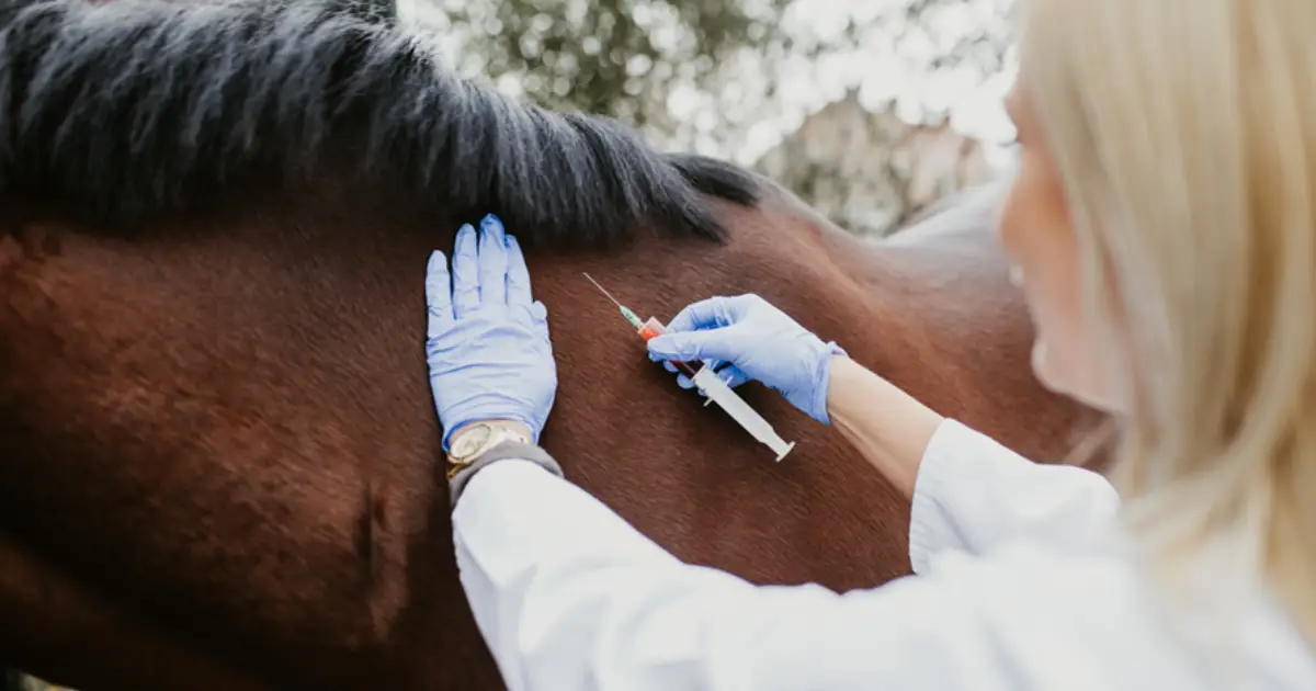 Veterinaria de animales grandes poniéndole una inyección a un caballo 