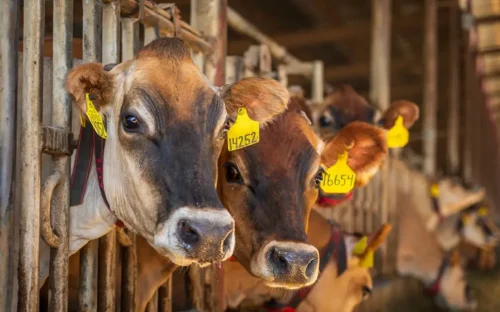 vacas café mirando en la misma dirección