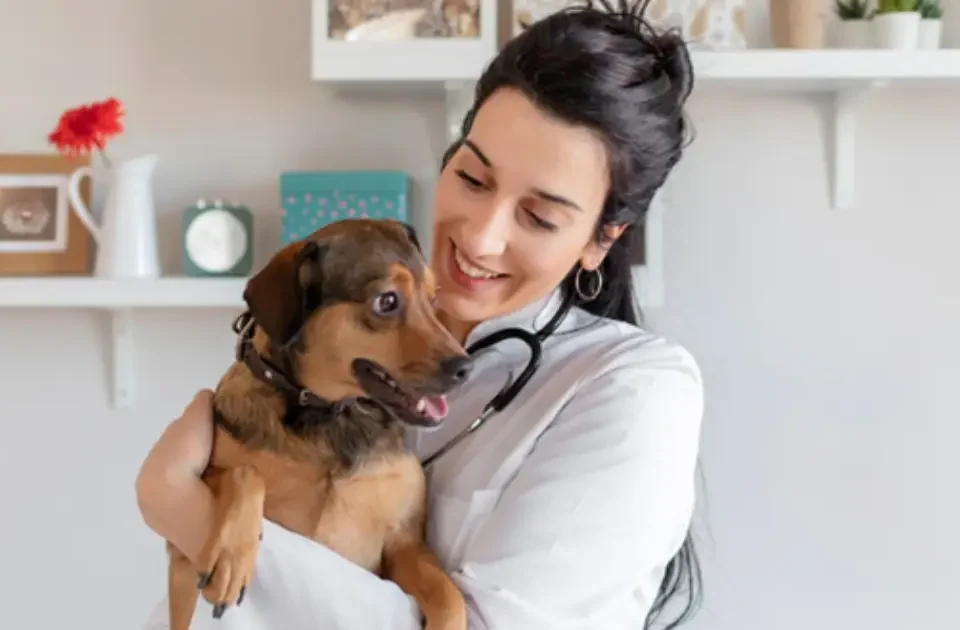 Doctora veterinaria cuidando a un perro por la Prevención contra el Maltrato Animal