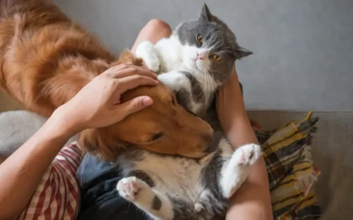 Persona con un gato y un perro en su regazo