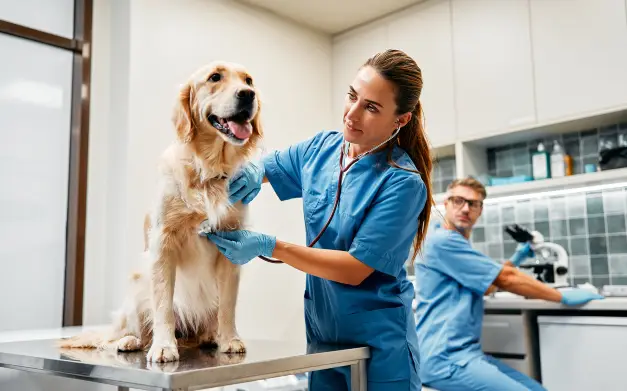 Perro a quien le están revisando los latidos en una clínica veterinaria 