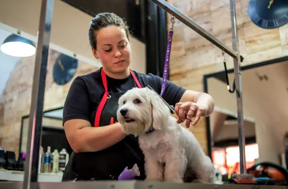 Profesional cortando el cabello de un perro en una clínica veterinaria con peluquería