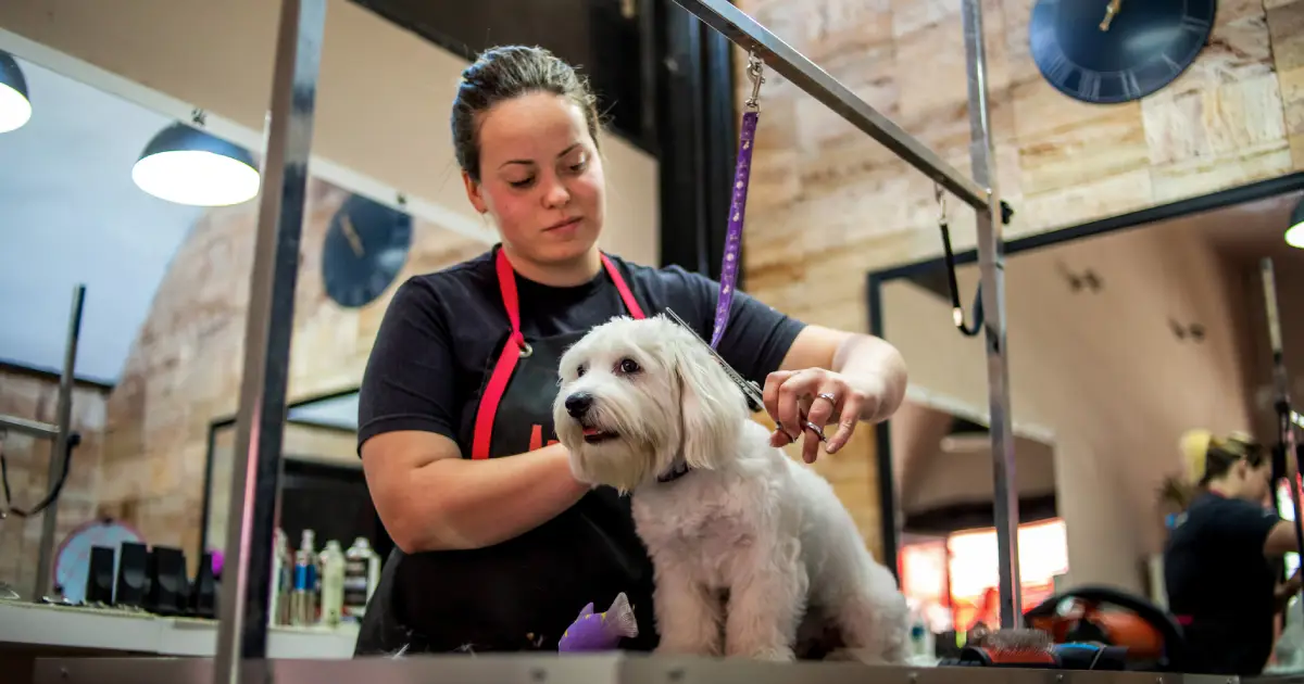 Profesional cortando el cabello de un perro en una clínica veterinaria con peluquería