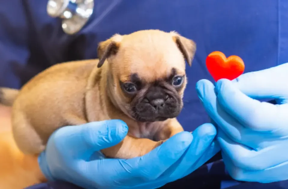 cachorro en las manos de un veterinario que sostiene un corazón que representa la cardiología veterinaria