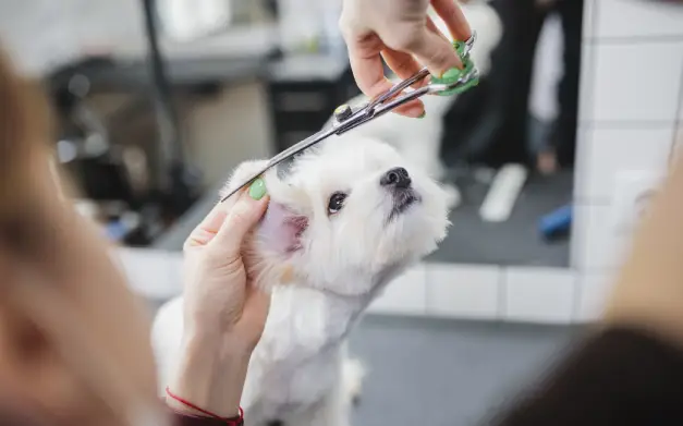 le están cortando el  pelo a un perro tamaño pequeño de color blanco