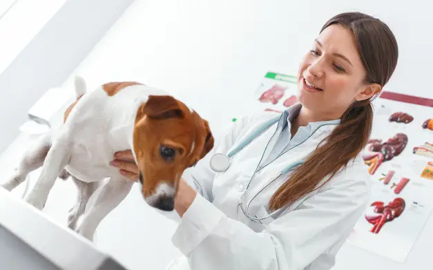 doctora veterinaria revisando a un perro pequeño