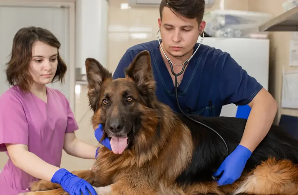 en una veterinaria ordenada los veterinarios atienden a un perro