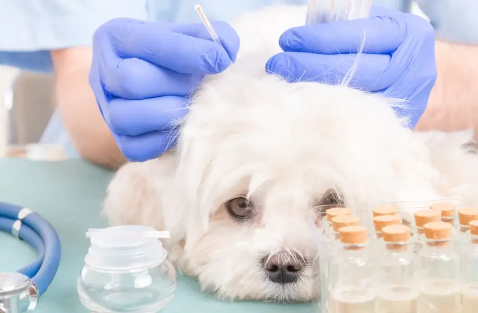 Perro siendo atendido con medicina alternativa veterinaria