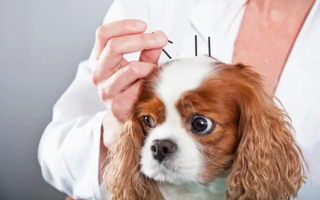 perro recibiendo un tratamiento de acupuntura