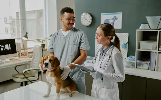 dupla de veterinarios atendiendo un perro en la consulta veterinaria